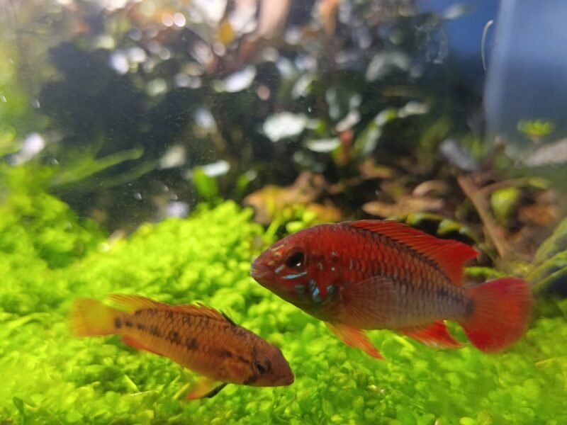 Apistogramma vieijita