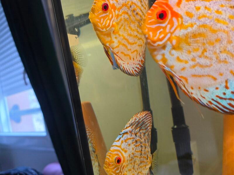 Discus