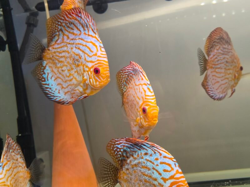 Discus