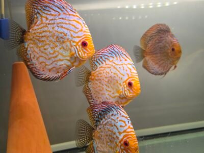 Discus
