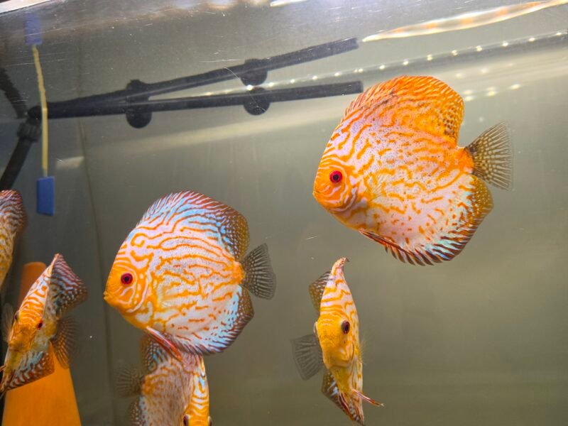 Discus