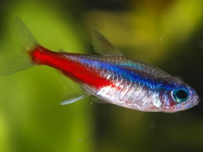 Recherche une quinzaine de NEONS INNESI