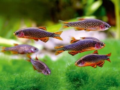 Vends microrasboras galaxy (danios margaritatus)