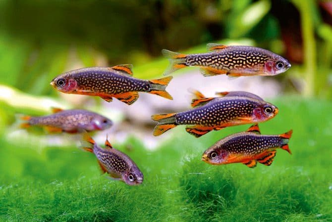 Vends microrasboras galaxy (danios margaritatus)