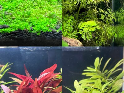 Plantes aquatiques