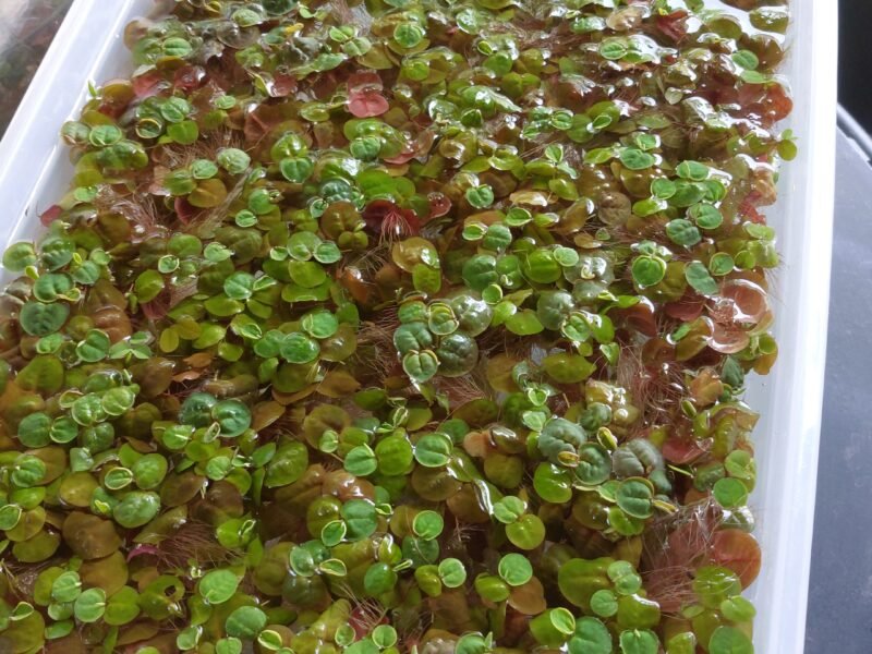 Salvinia minima/Phyllanthus fluitans