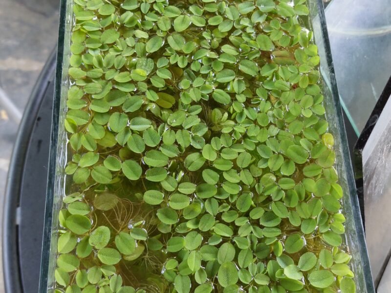 Salvinia minima/Phyllanthus fluitans