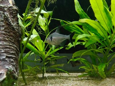 Don de Tetra fantôme noir