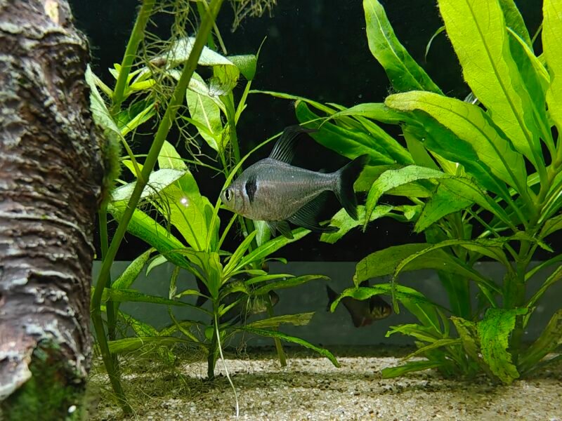 Don de Tetra fantôme noir