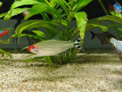 Don de Tetra nez rouge