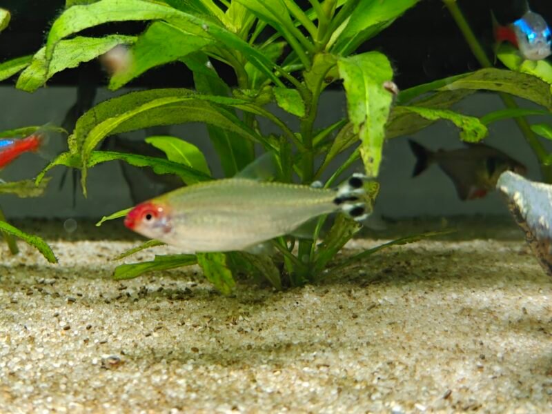 Don de Tetra nez rouge