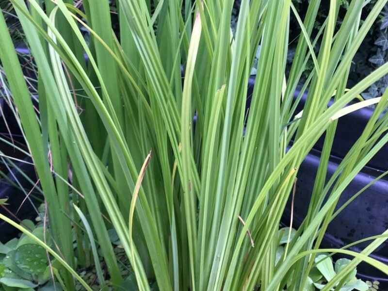 Plantes de bassin poubellarium aquarium