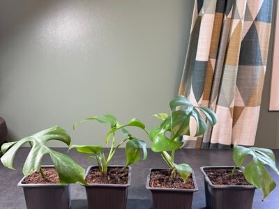 Monstera