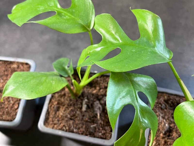 Monstera