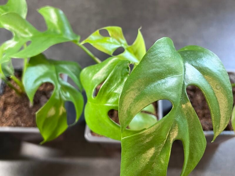 Monstera