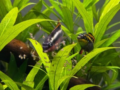Pelvicachromis Pulcher