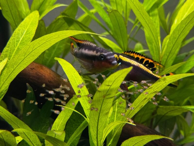 Pelvicachromis Pulcher