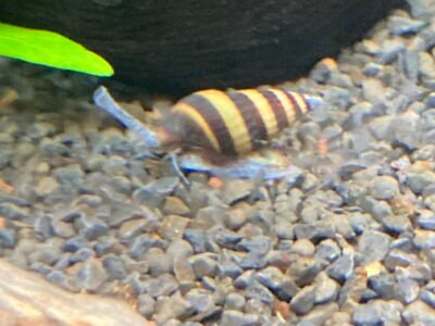 Anentome Helena