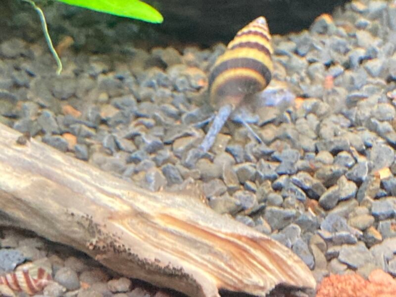 Anentome Helena
