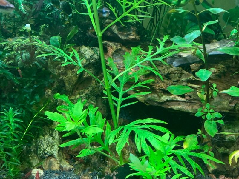 Lots de 4plantes