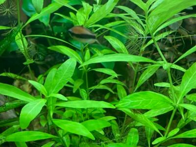 Lots de 4plantes