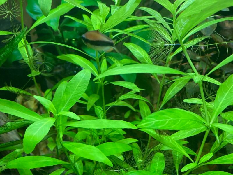 Lots de 4plantes