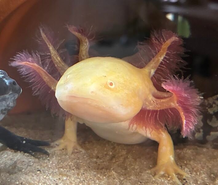 Vente axolotls et matériel