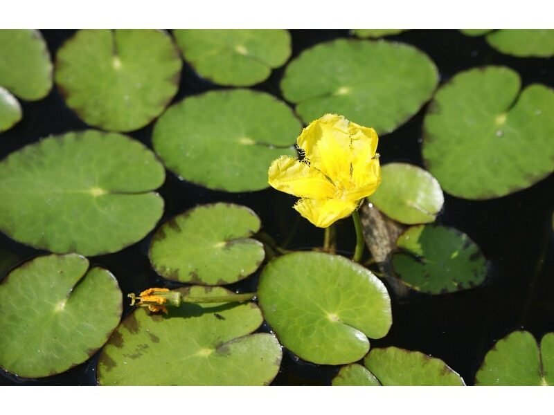 Plantes de bassin poubellarium aquarium