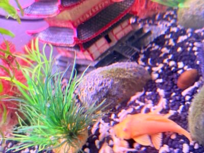 Ancistrus gold albinos