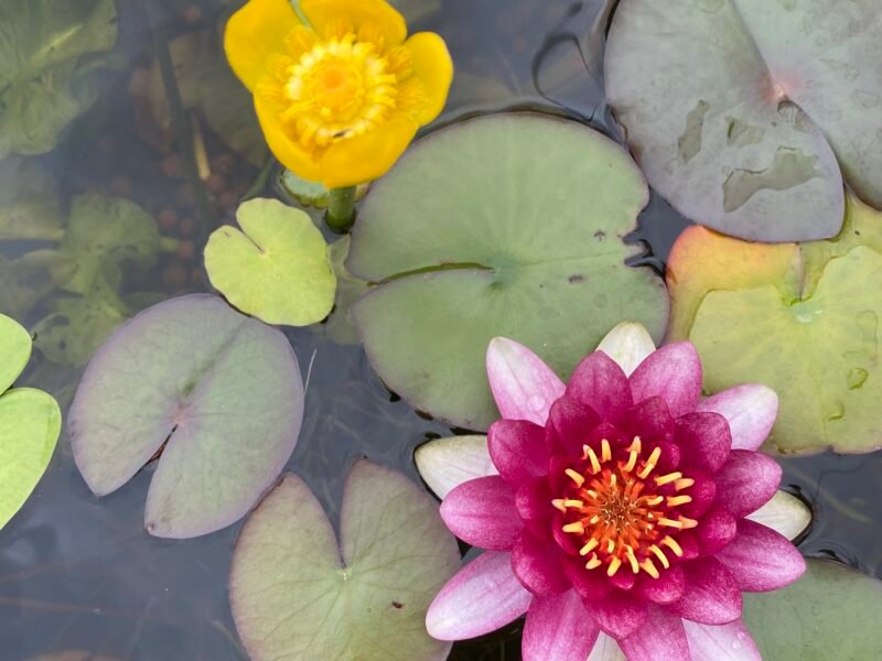 Plantes de bassin poubellarium aquarium
