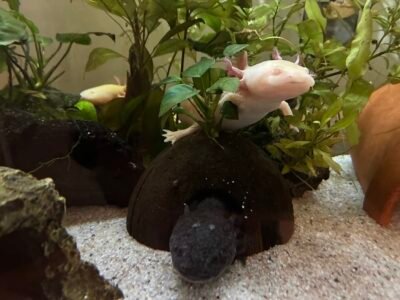 Vente axolotls et matériel