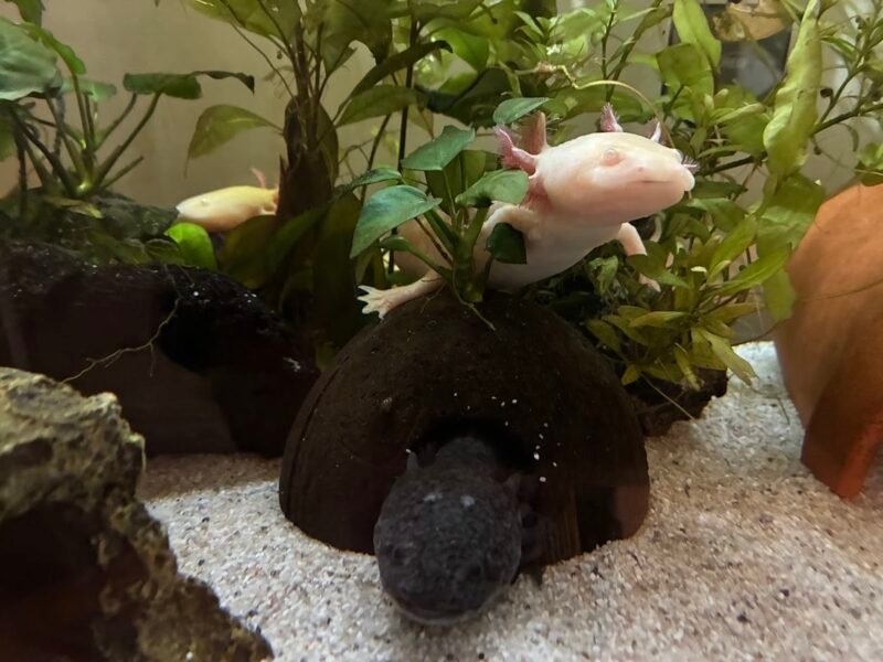 Vente axolotls et matériel