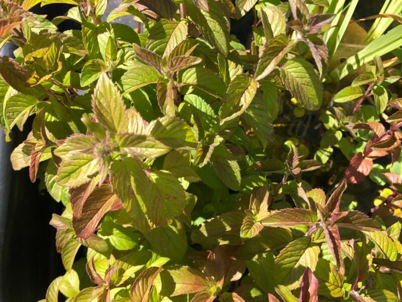 Plantes de bassin poubellarium aquarium