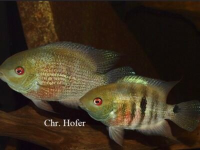 Cichlidés Heroina isonycterina jeune (rare)