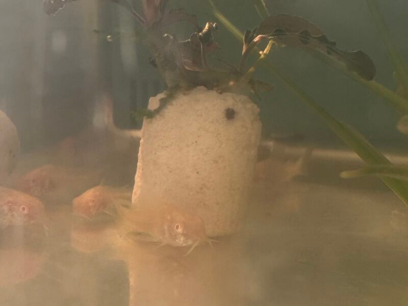 Corydoras Aeneus