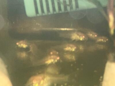 Corydoras Aeneus