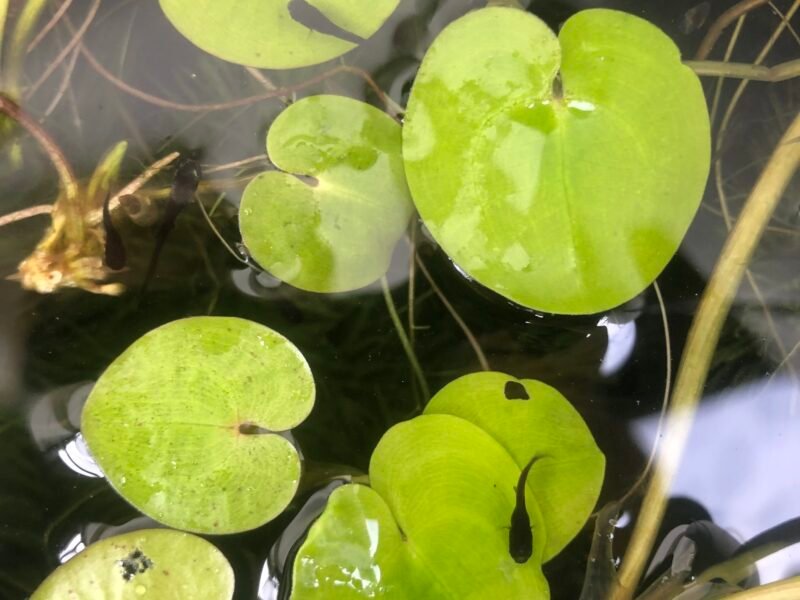 Plantes de bassin poubellarium aquarium