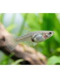 Guppy endlers mâle et femelle