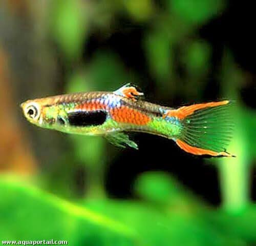 Guppy endlers mâle et femelle