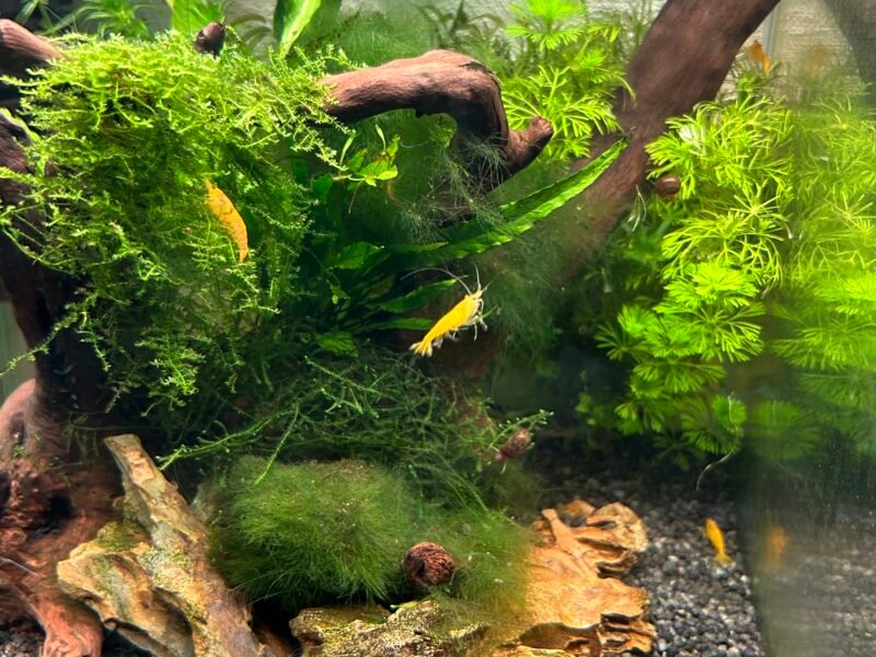 Neocaridina