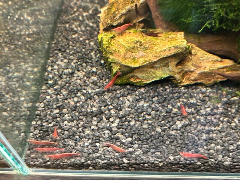 Neocaridina