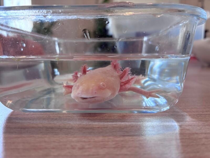 Vente axolotls et matériel