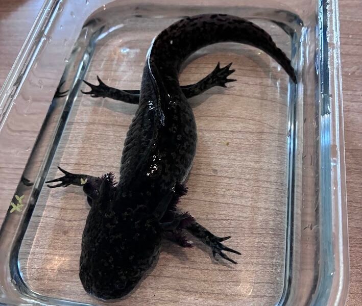 Vente axolotls et matériel