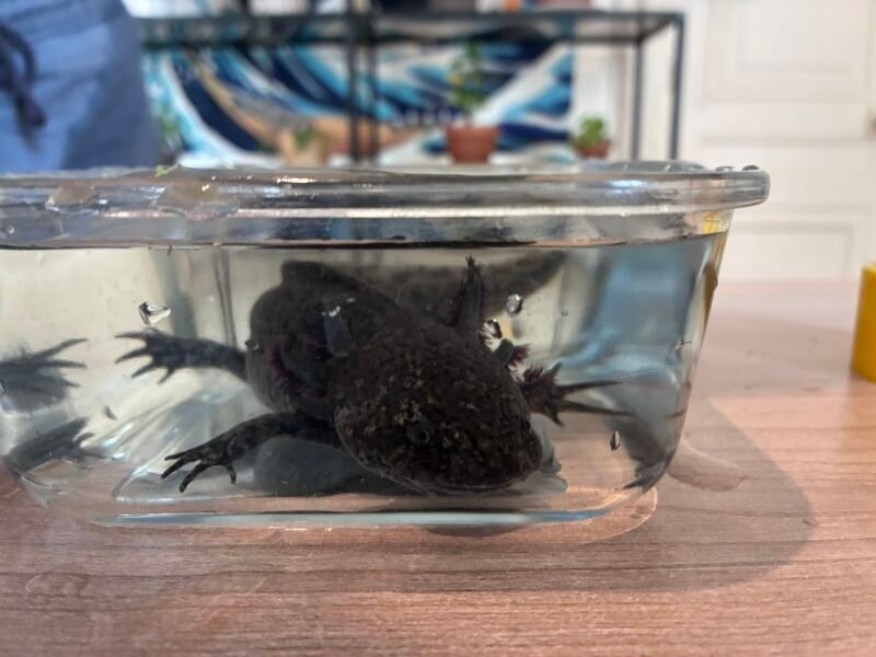 Vente axolotls et matériel