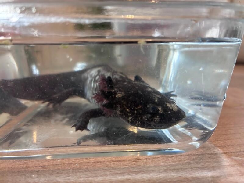 Vente axolotls et matériel
