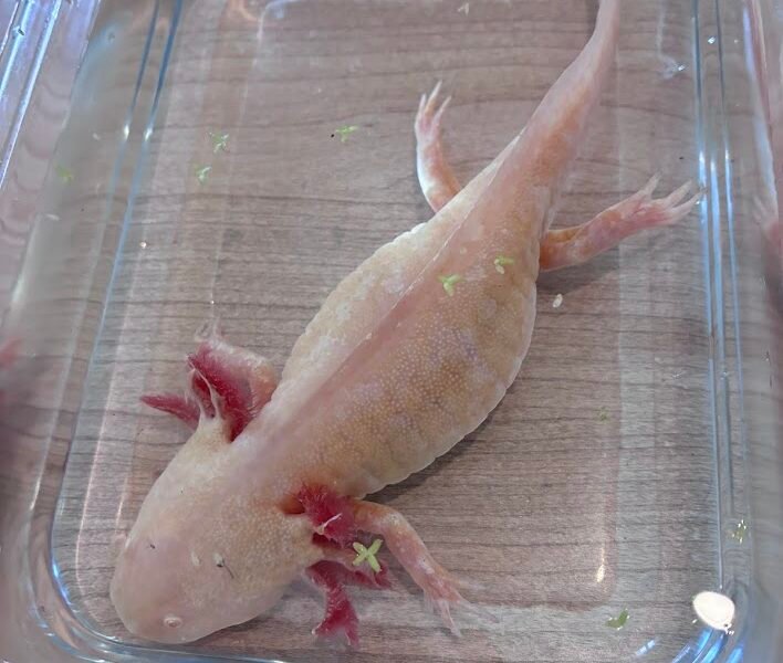 Vente axolotls et matériel