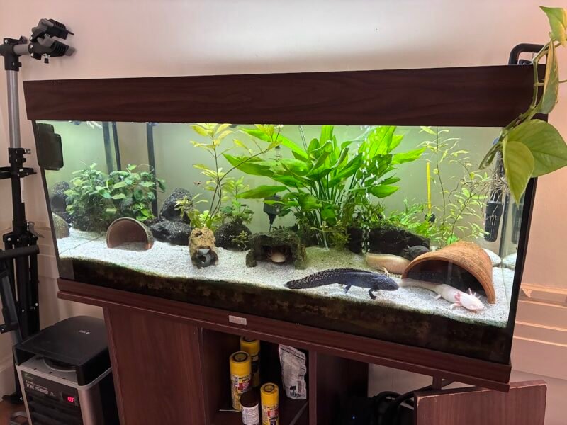 Vente axolotls et matériel