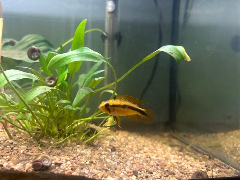 Poissons apistogramma scalaires cardinalis