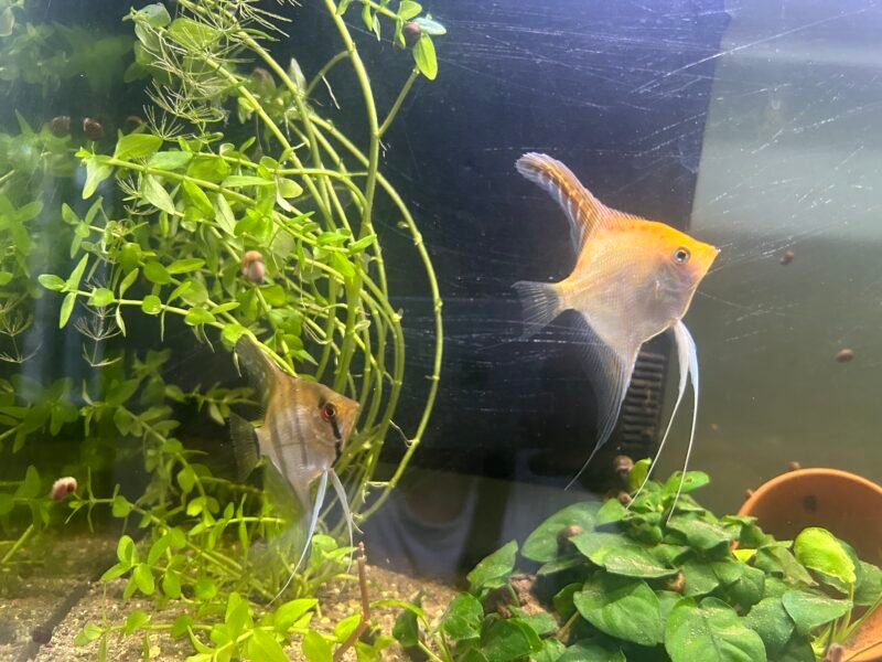 Poissons apistogramma scalaires cardinalis