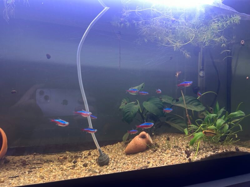Poissons apistogramma scalaires cardinalis